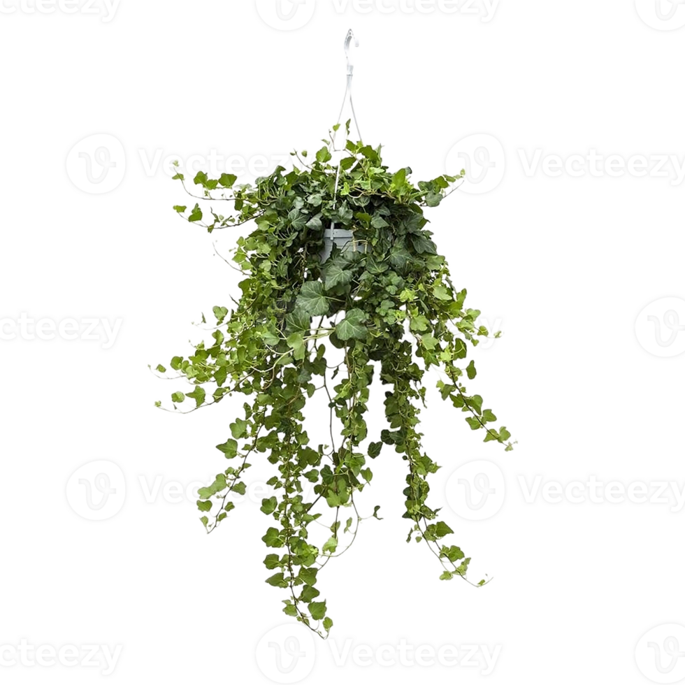 Hedera Helix png transparent background