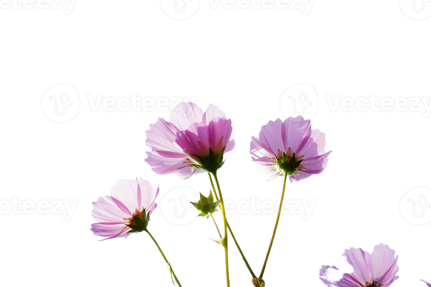 Cosmos flower png transparent background