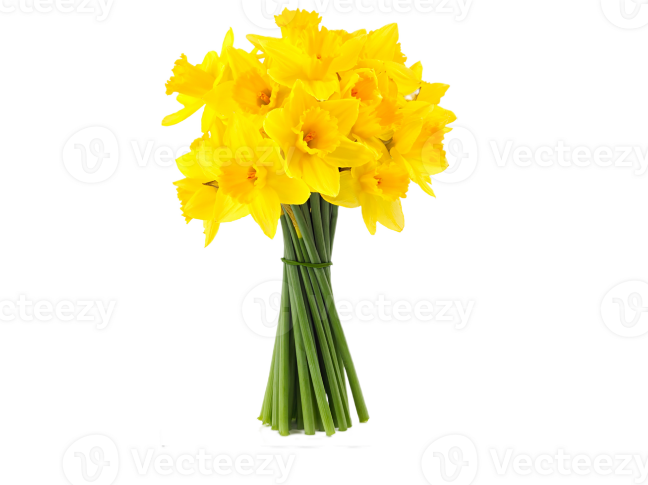 daffodil flower png transparent background
