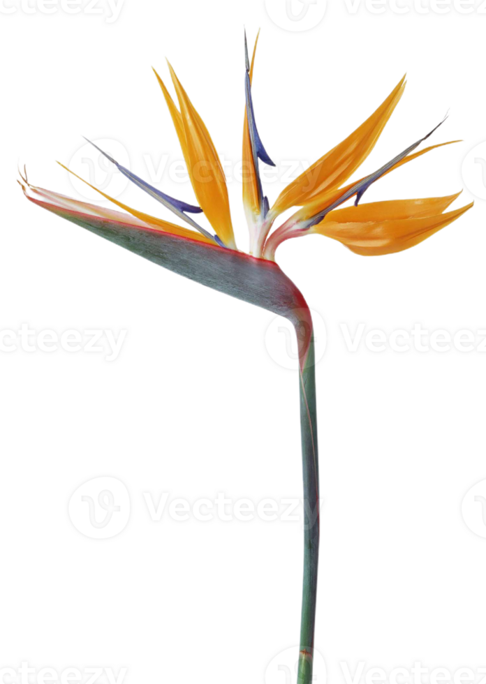 bird of paradise flower png transparent background
