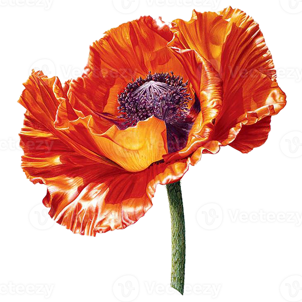 poppy flower png transparent background
