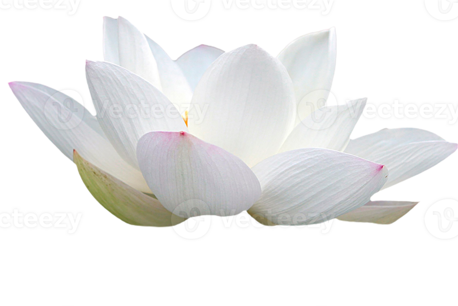 lotus flower png transparent background