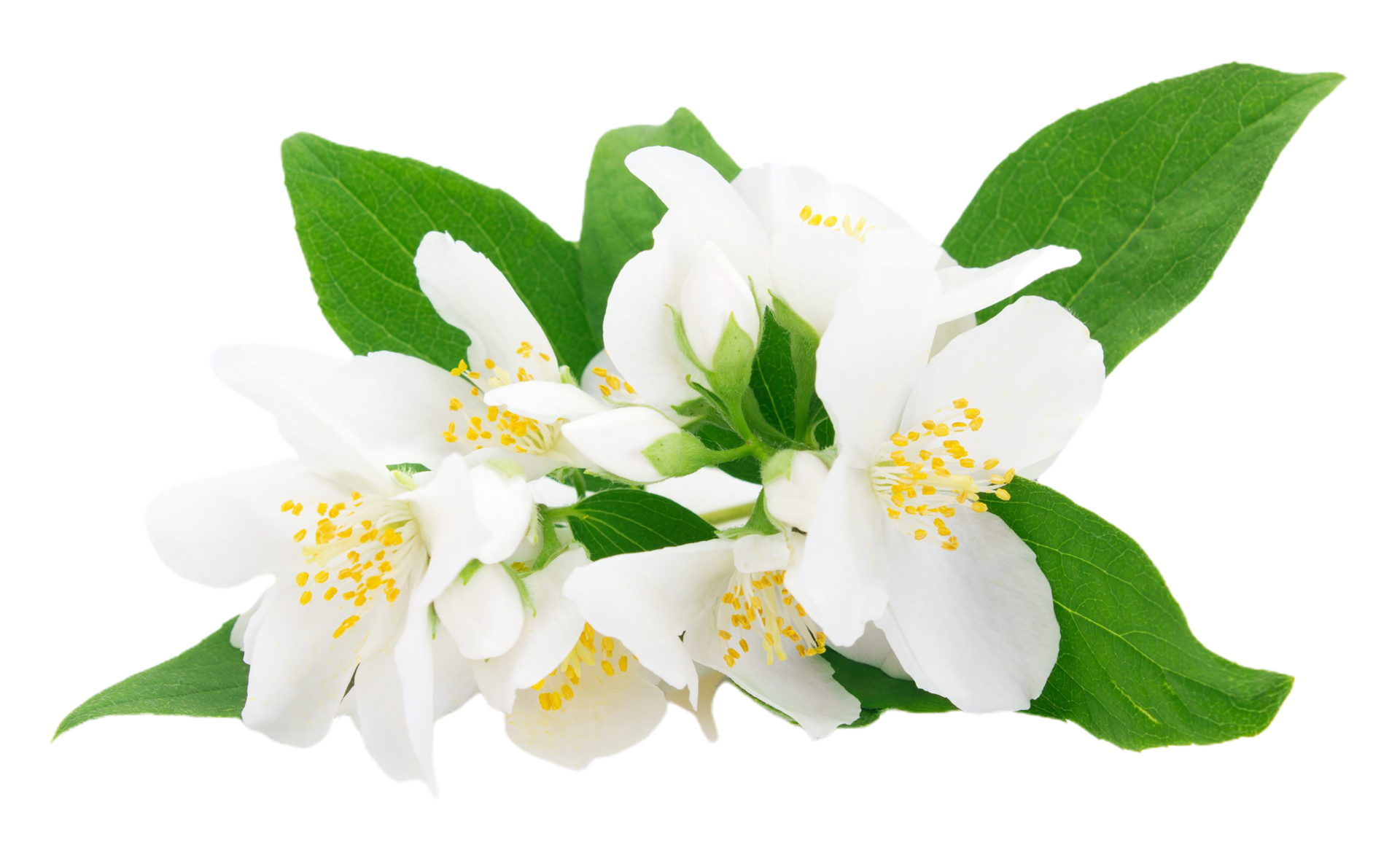 jasmine flower png transparent background 29720707 PNG