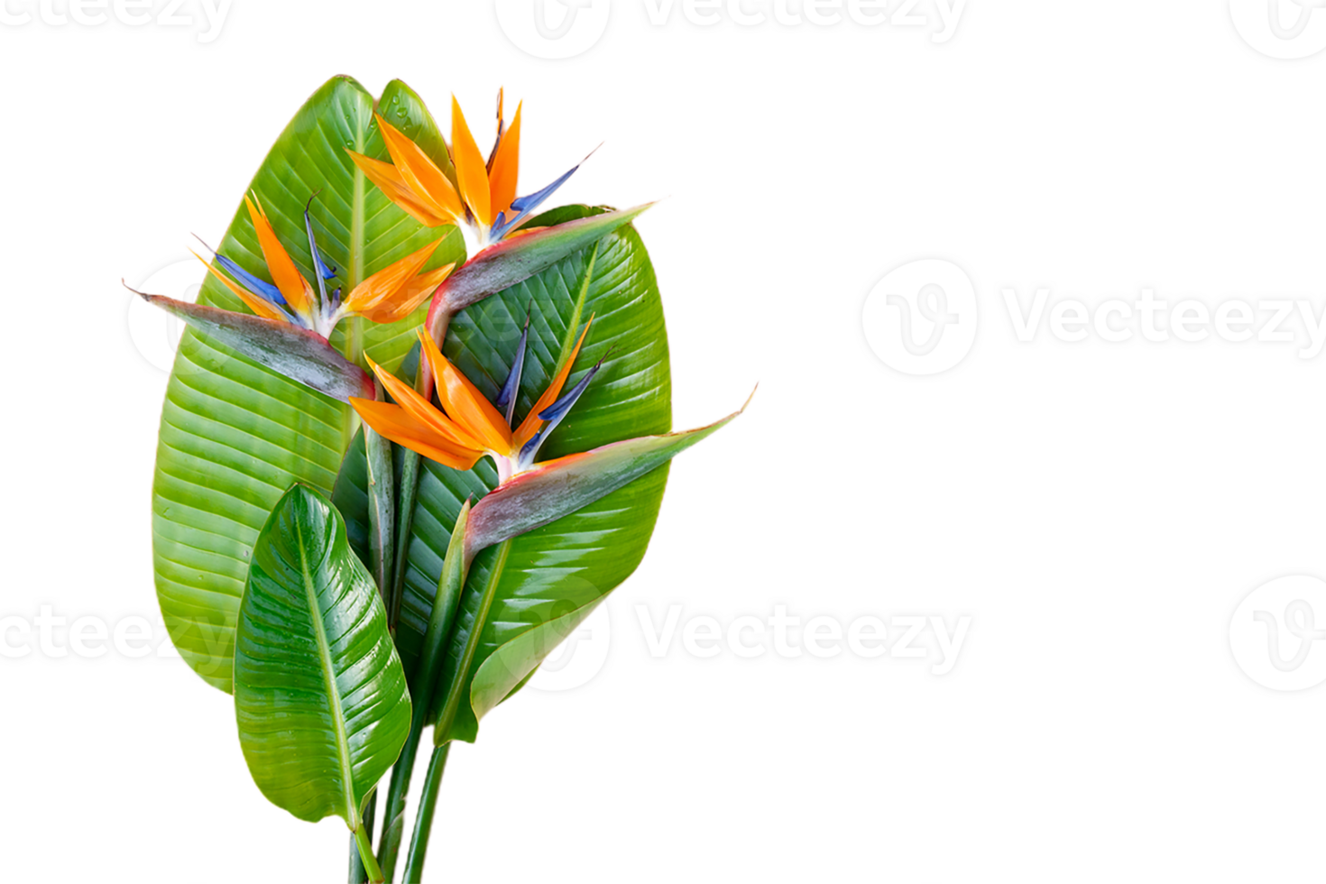 bird of paradise flower png transparent background