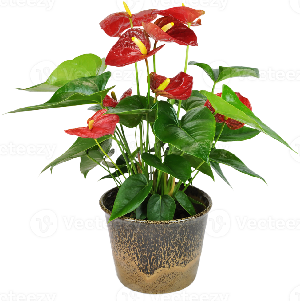 Anthurium flower png transparent background