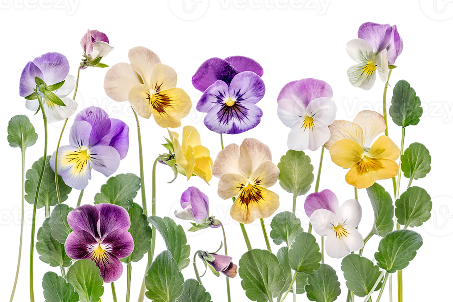 viola flower png transparent background