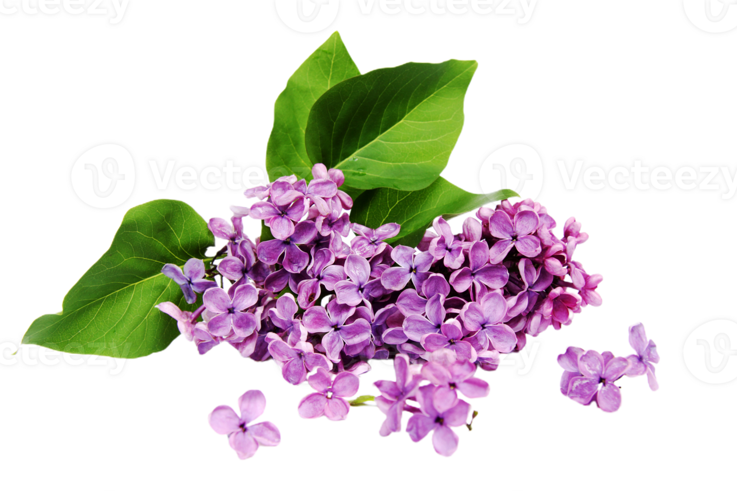 Lilac flower png transparent background