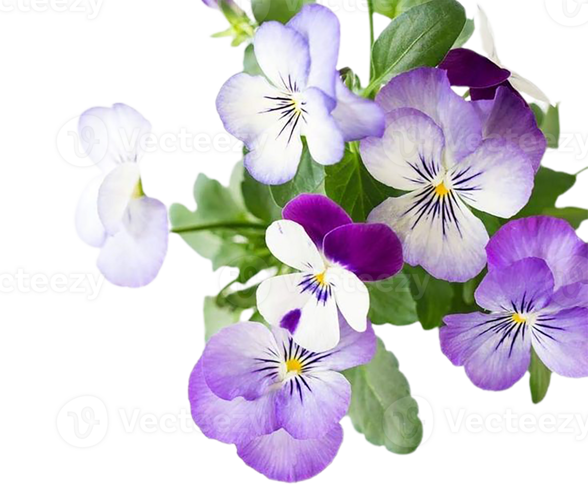 viola flower png transparent background