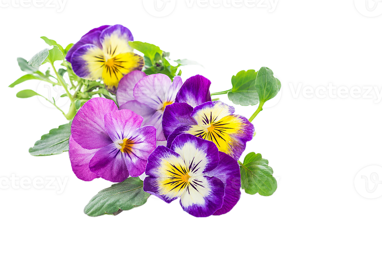 Pansy flower png transparent background