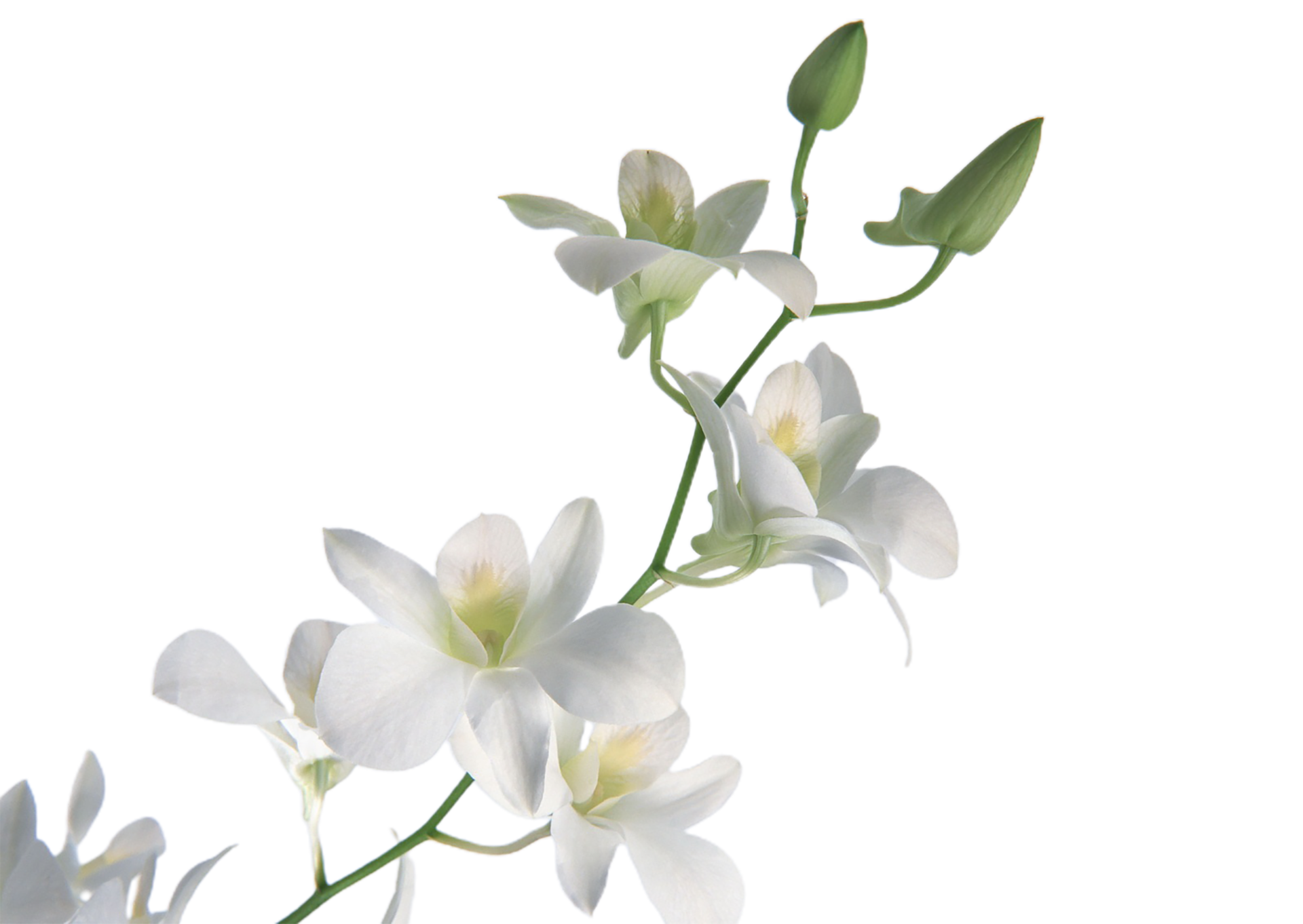 orchid flower png transparent background 29721119 PNG