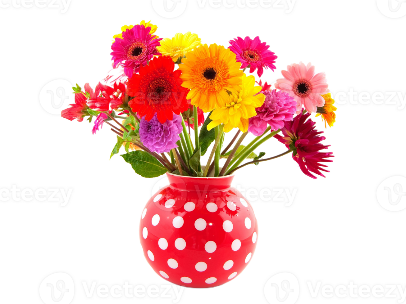 Gerbera png transparent background