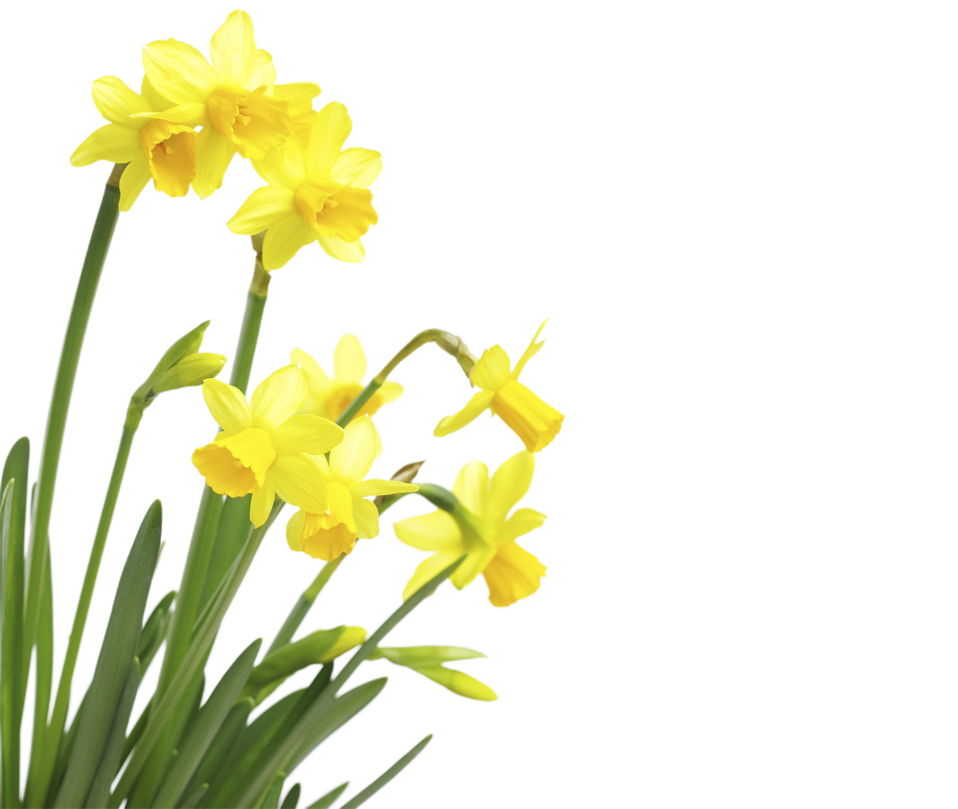 daffodil flower png transparent background 29721134 PNG
