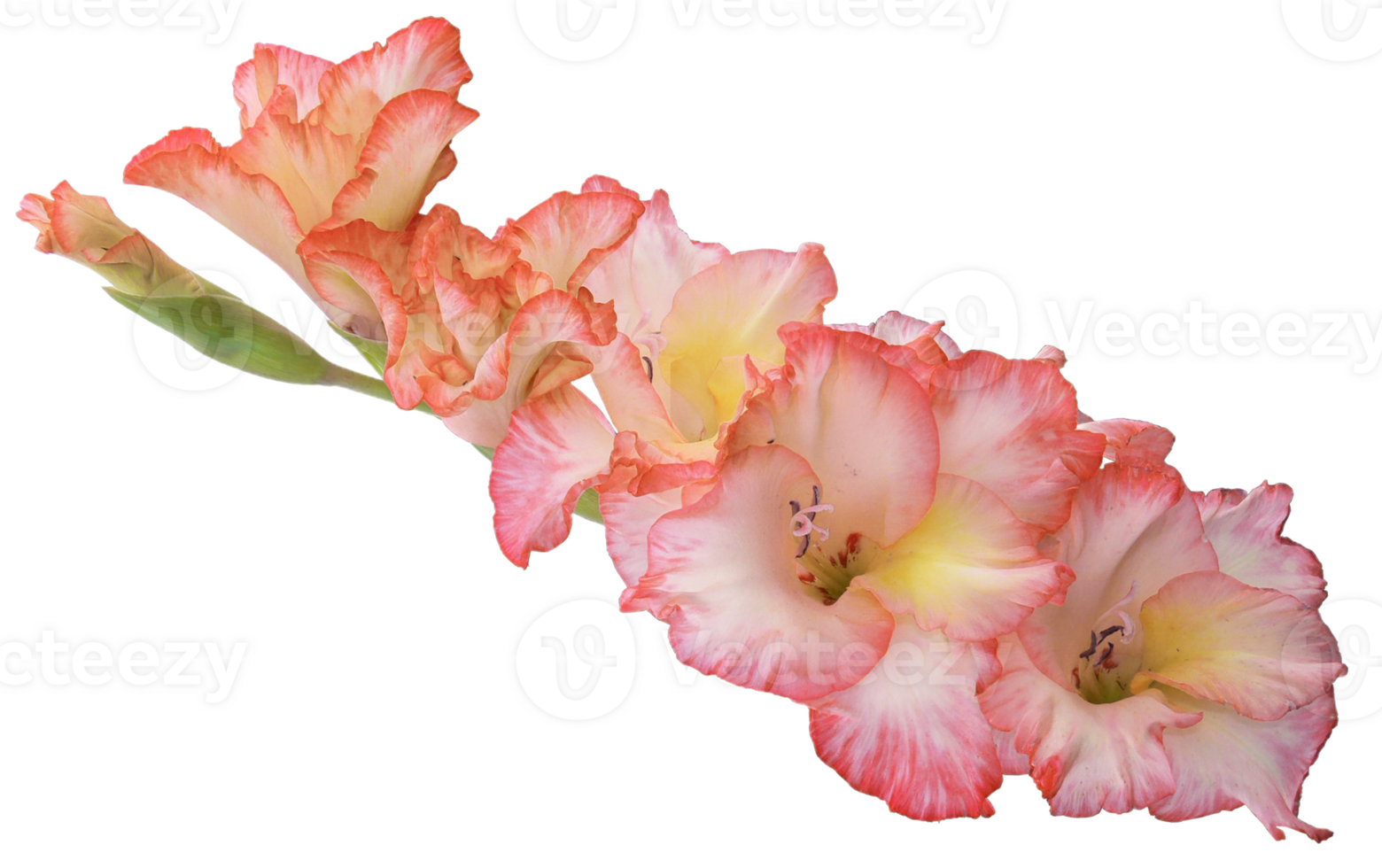 gladiolus png transparent background