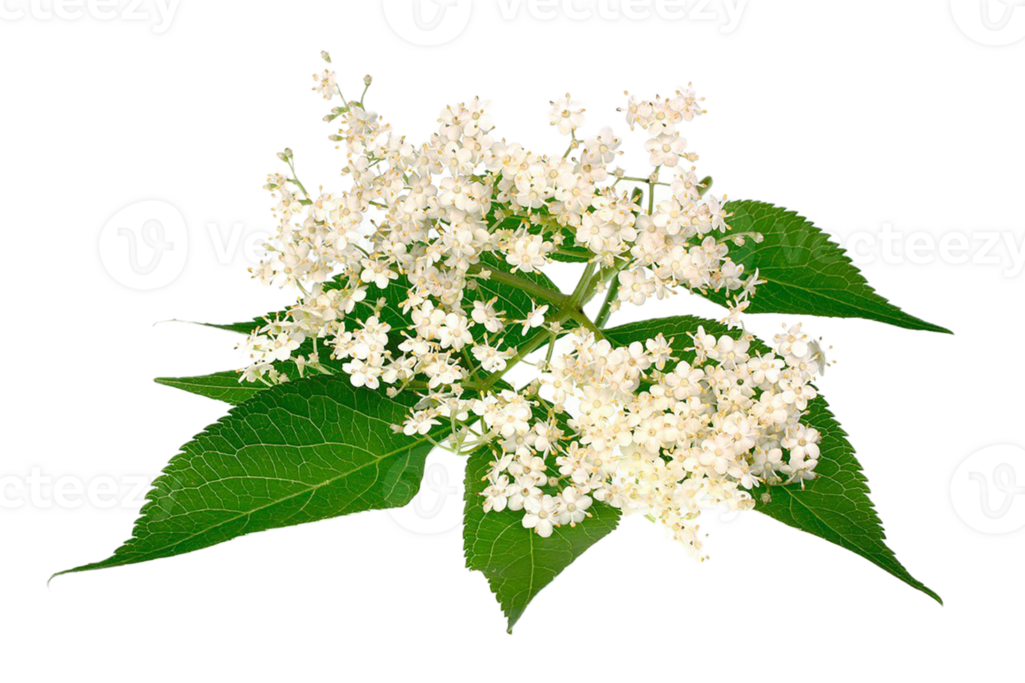 Elderberry flower png transparent background