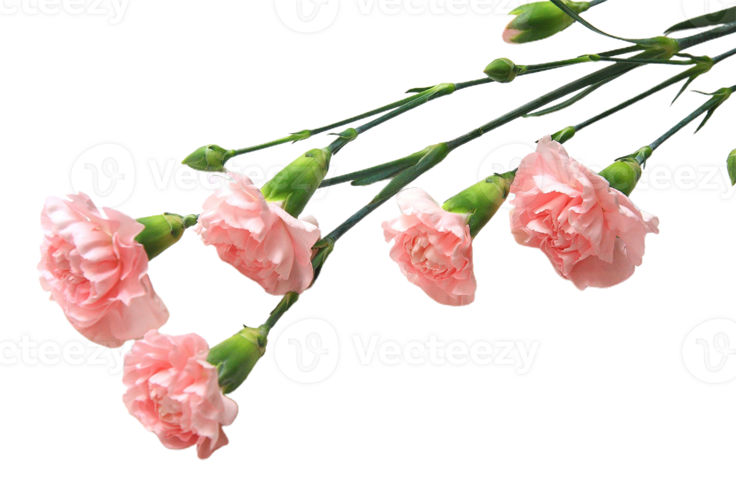 carnation flower png transparent background 29721162 PNG