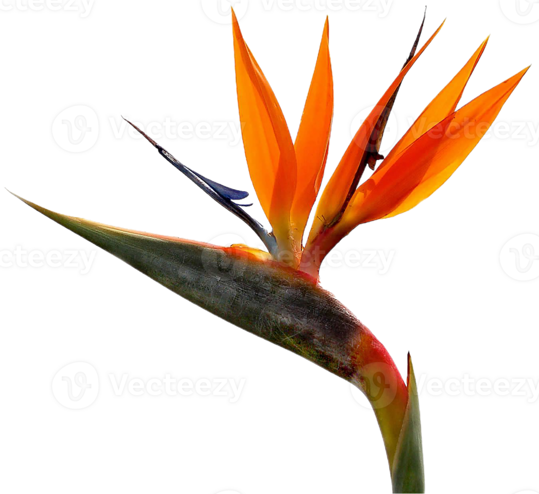 bird of paradise flower png transparent background