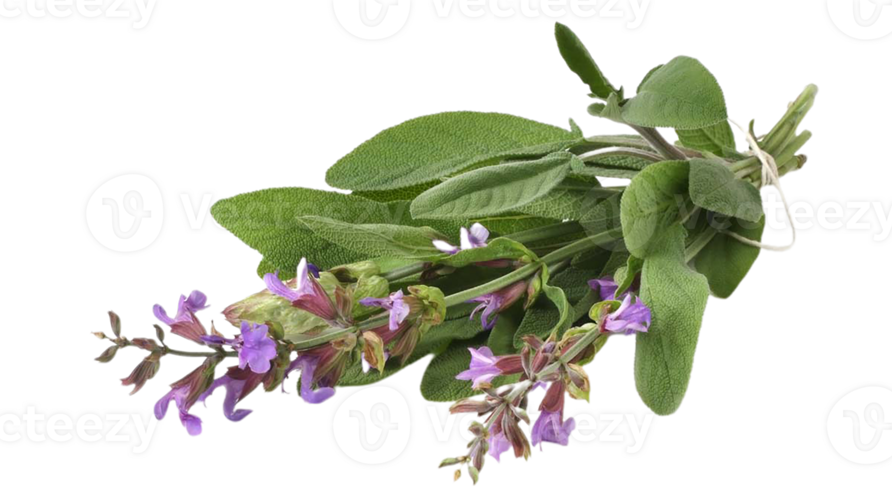 false salvia flower png transparent background