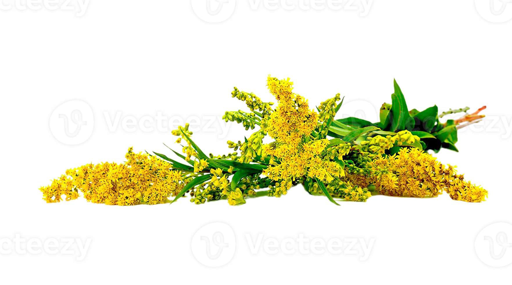 goldenrod png transparent background