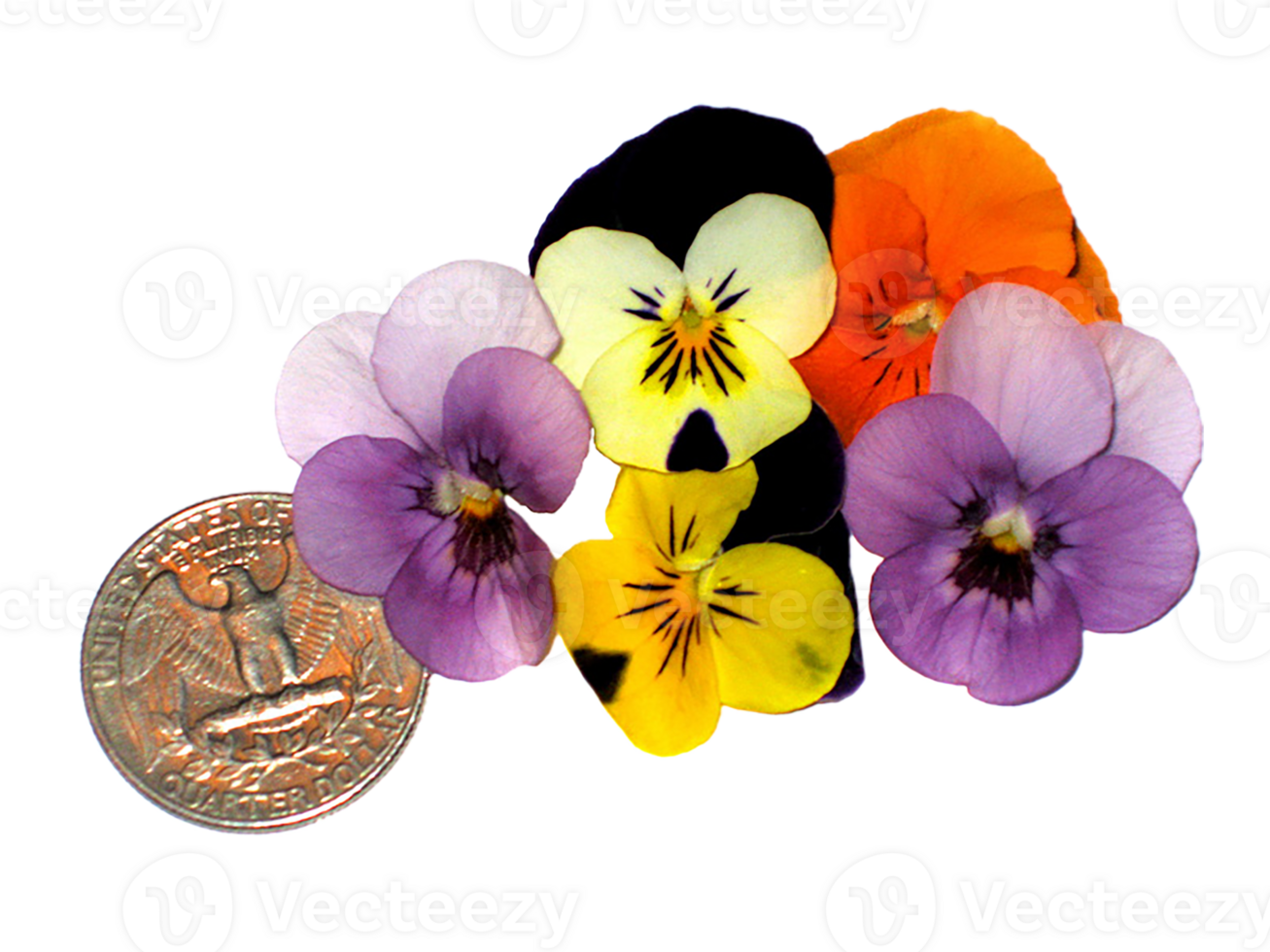 viola flor png transparente antecedentes