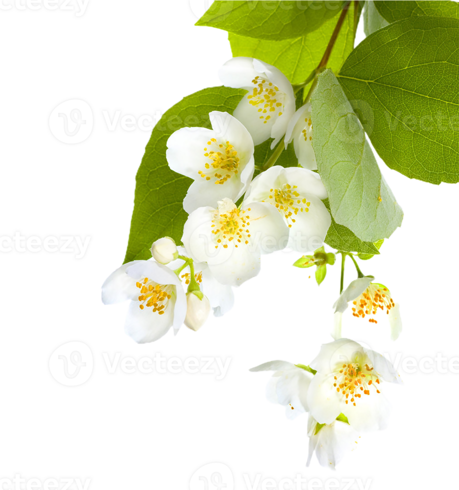 jasmine flower png transparent background