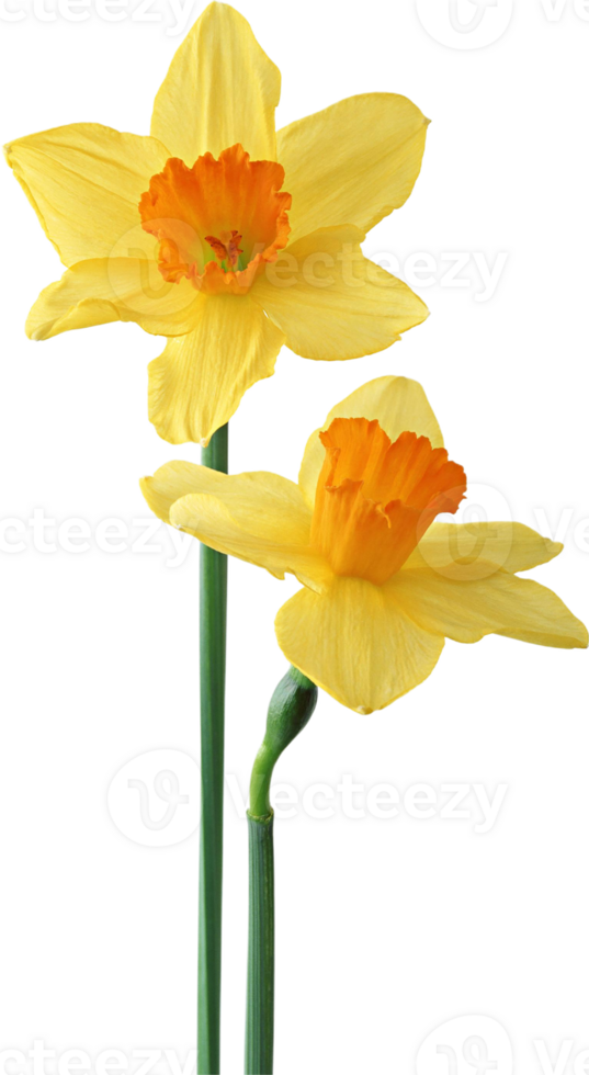 daffodil flower png transparent background