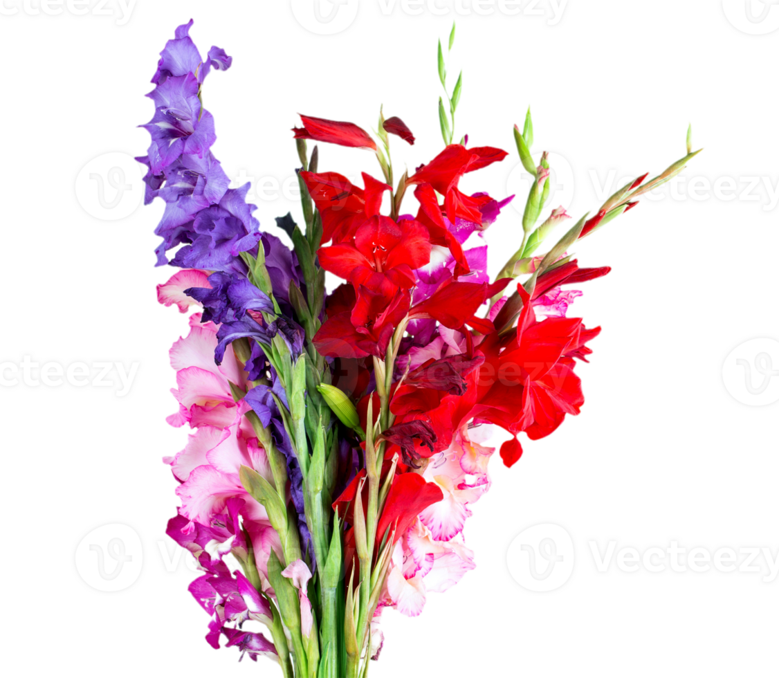 gladiolus png transparent background