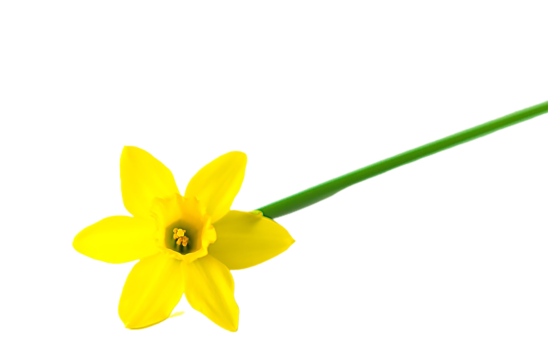 daffodil flower png transparent background 29721413 PNG