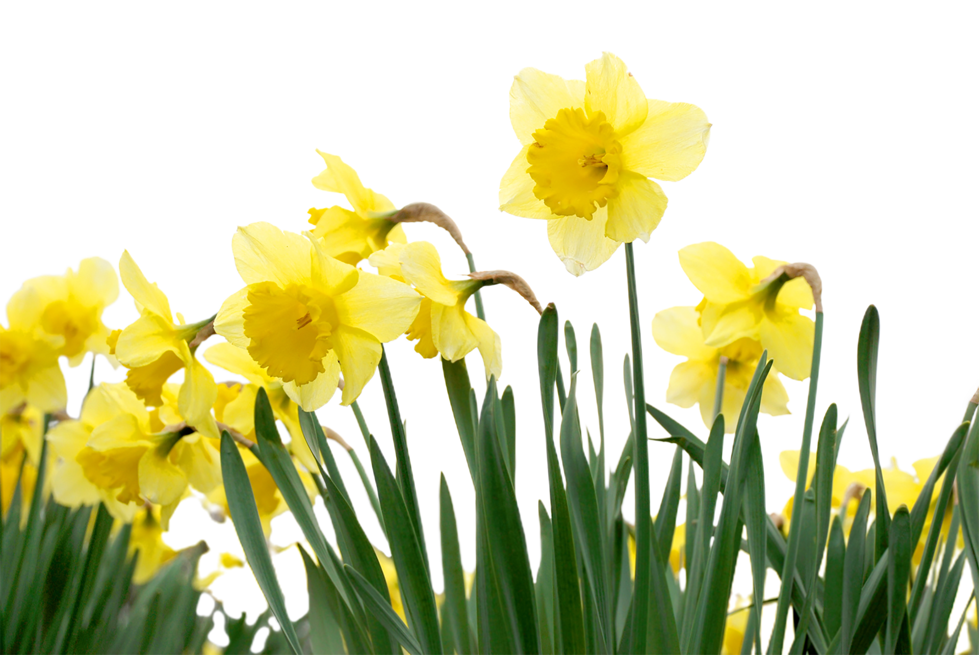 daffodil flower png transparent background 29721427 PNG