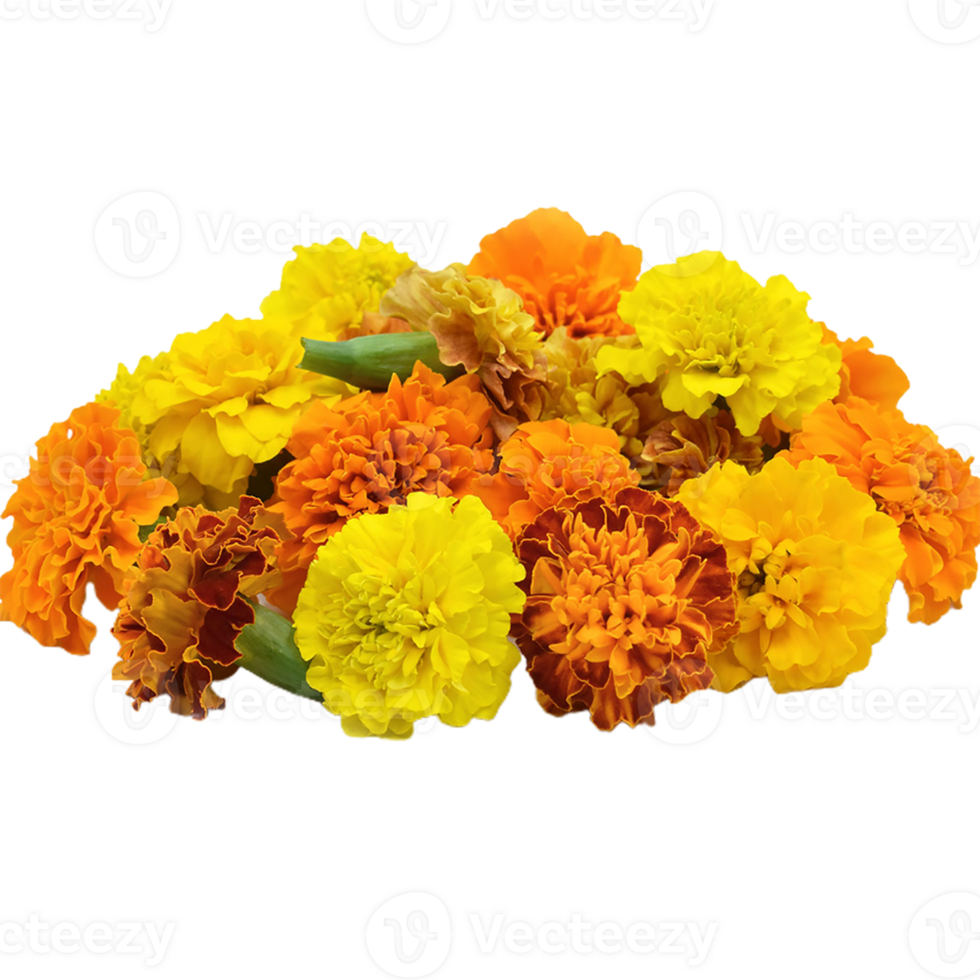 Marigold flower png transparent background 29721428 PNG