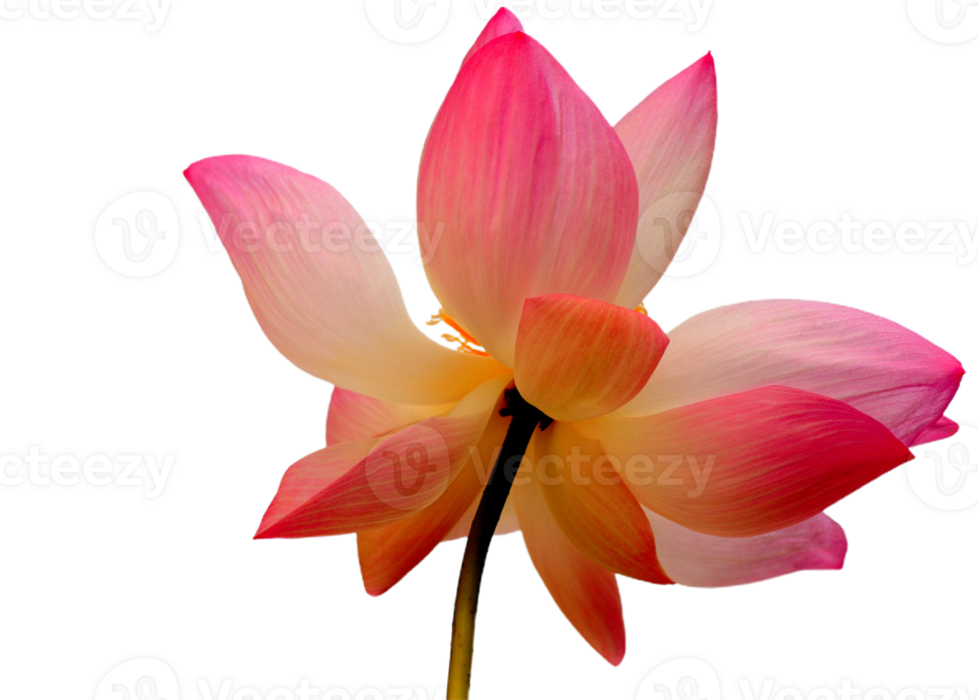 lotus flower png transparent background