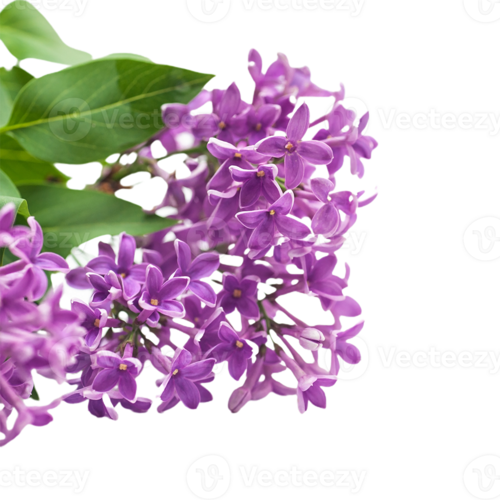 Lilac flower png transparent background