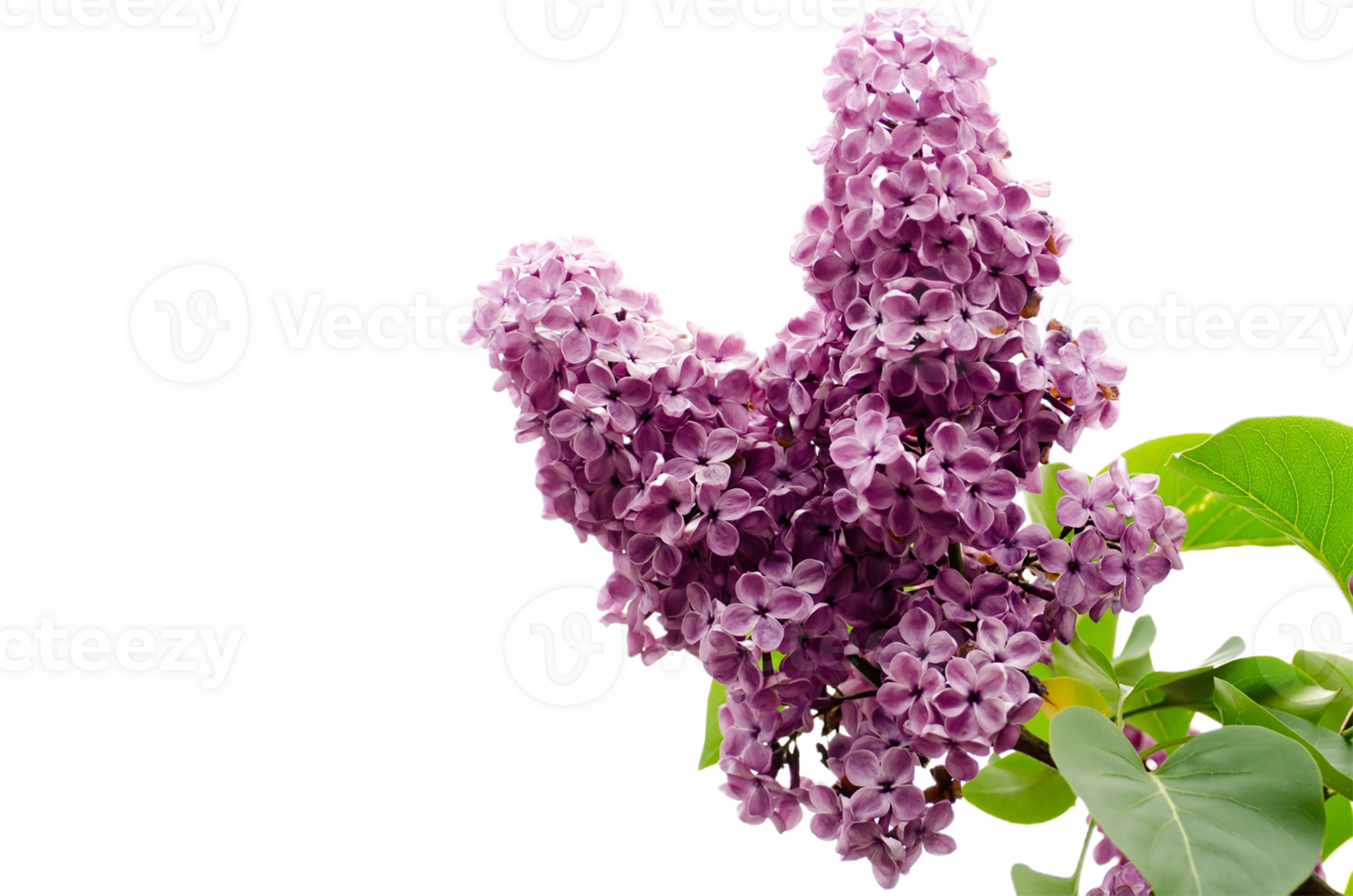 Lilac flower png transparent background