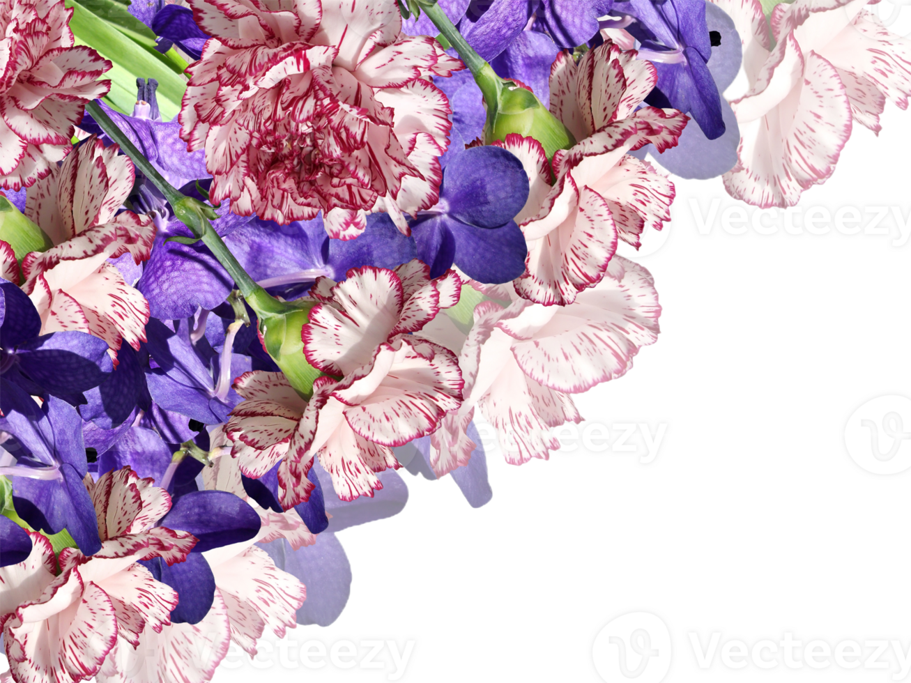 carnation flower png transparent background
