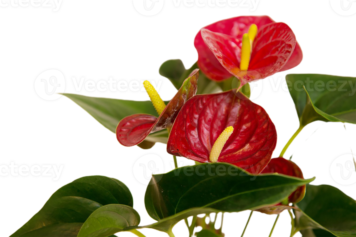 Anthurium flower png transparent background