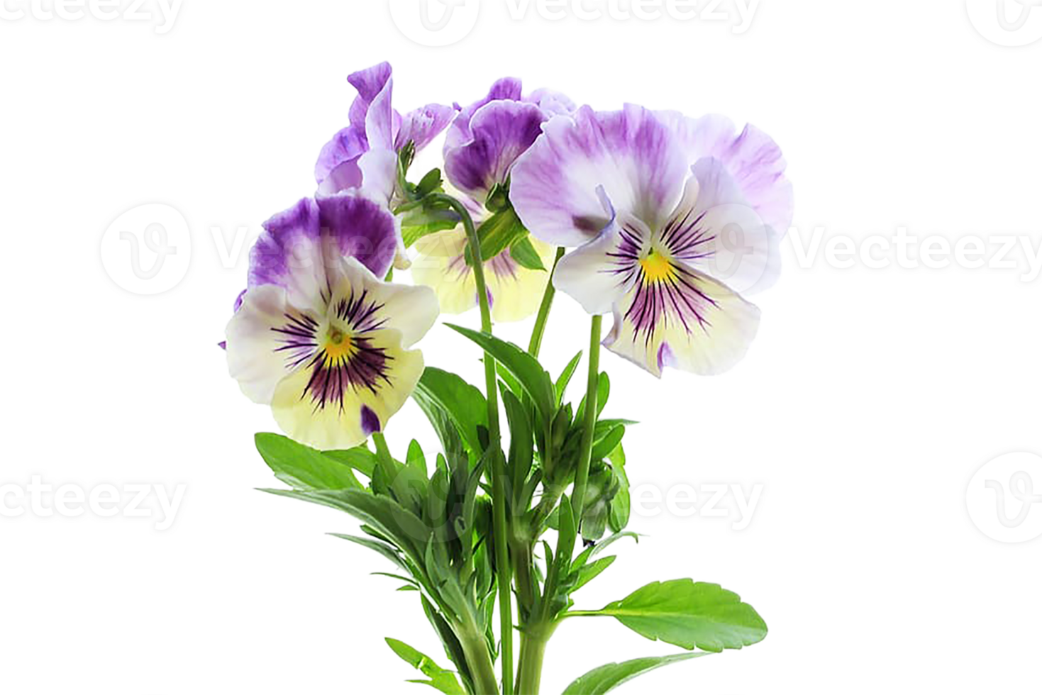 viola flower png transparent background