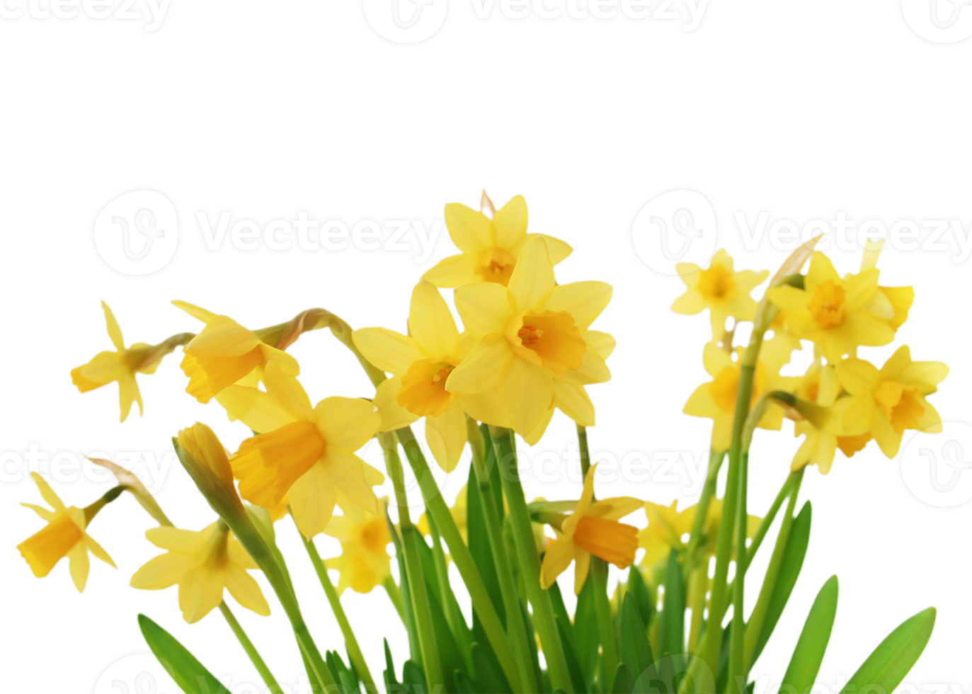 daffodil flower png transparent background