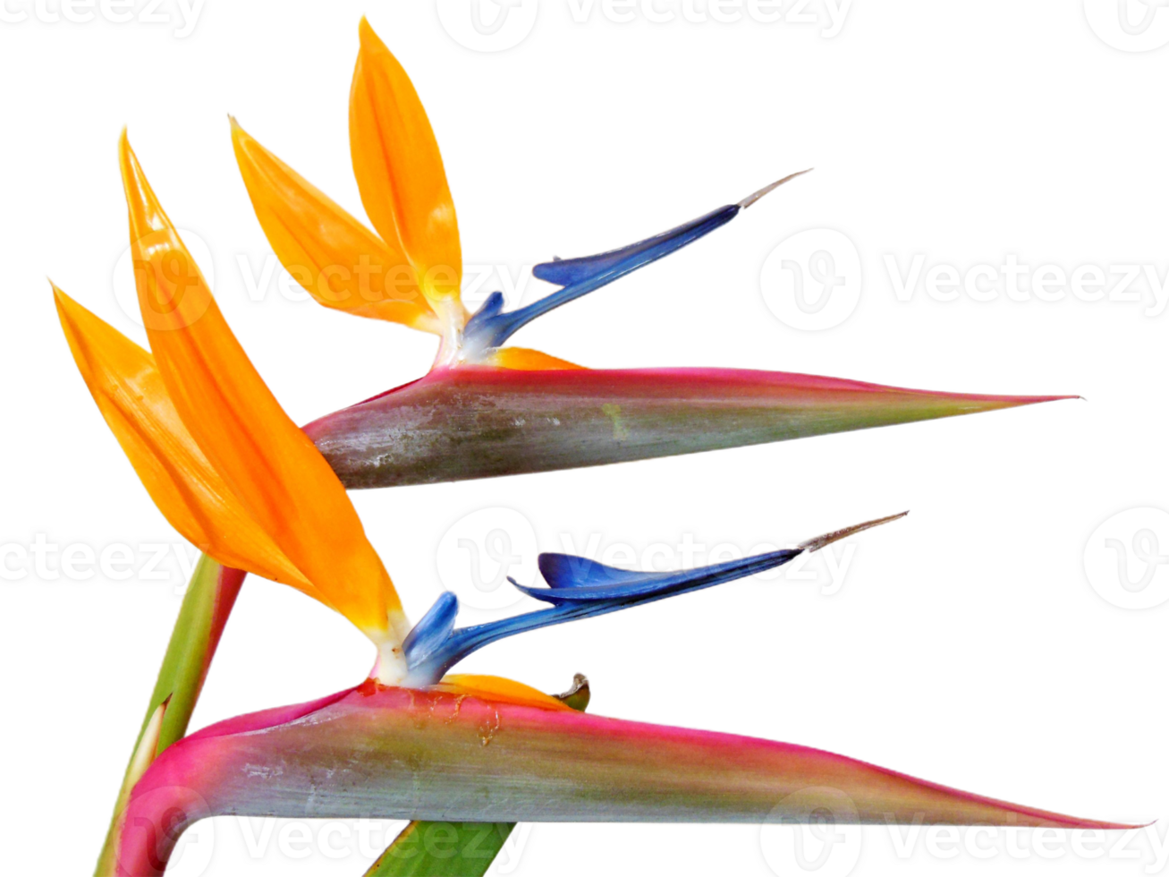 bird of paradise flower png transparent background