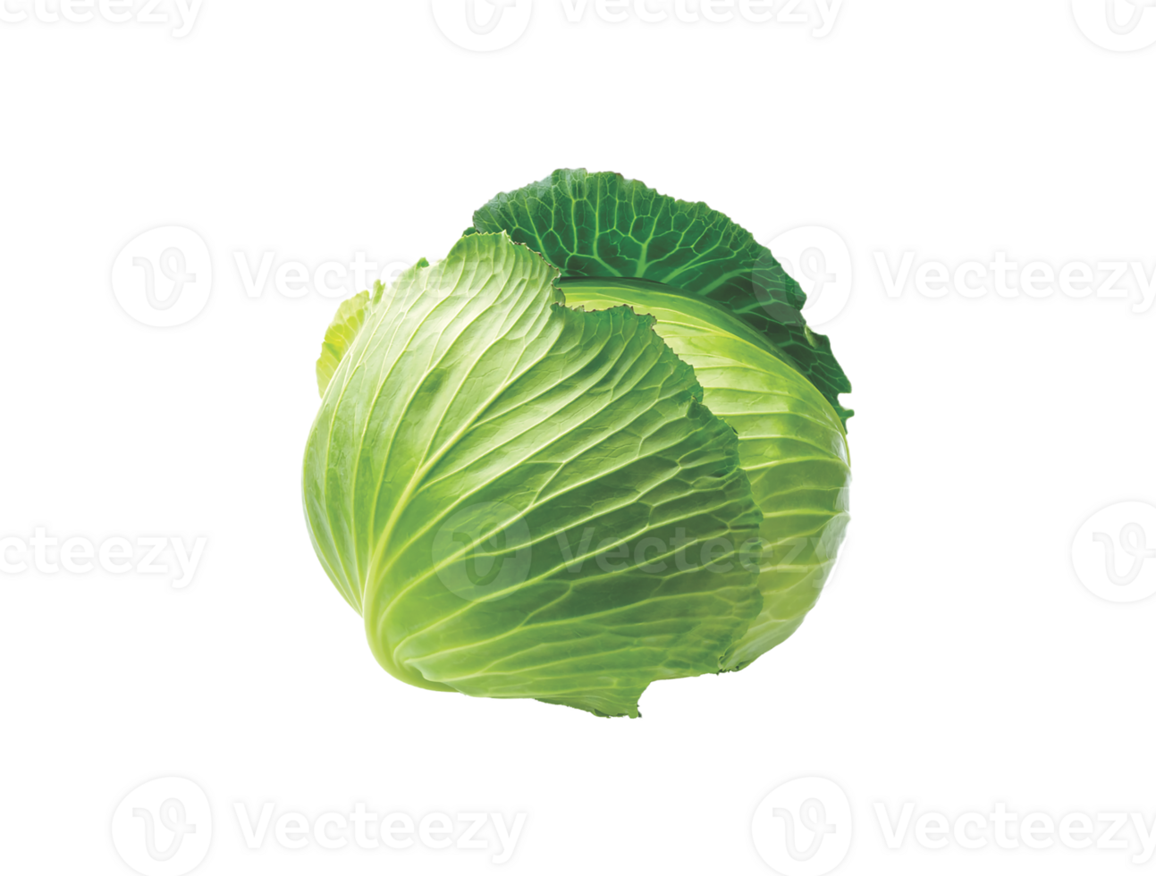 cabbage png transparent background