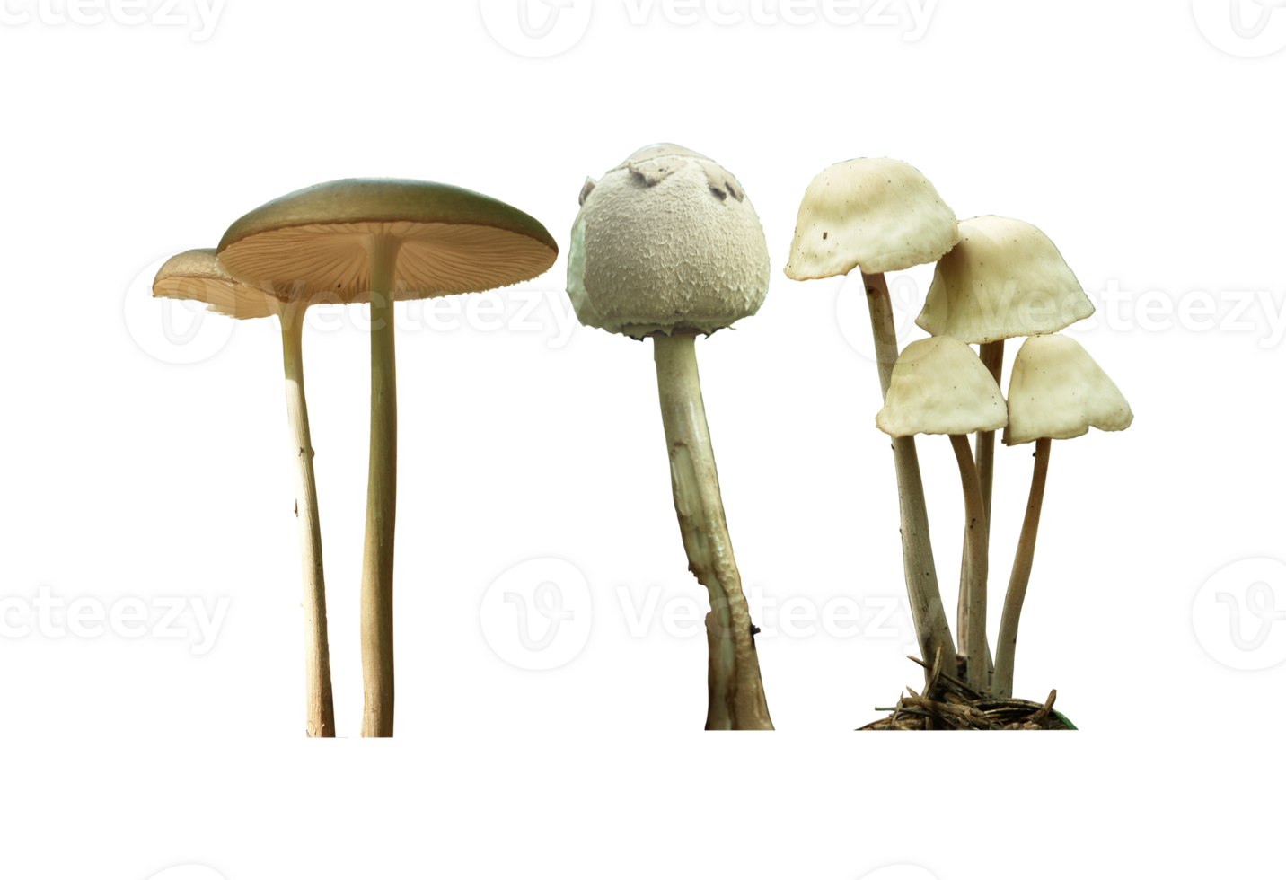 mushroom png transparent background