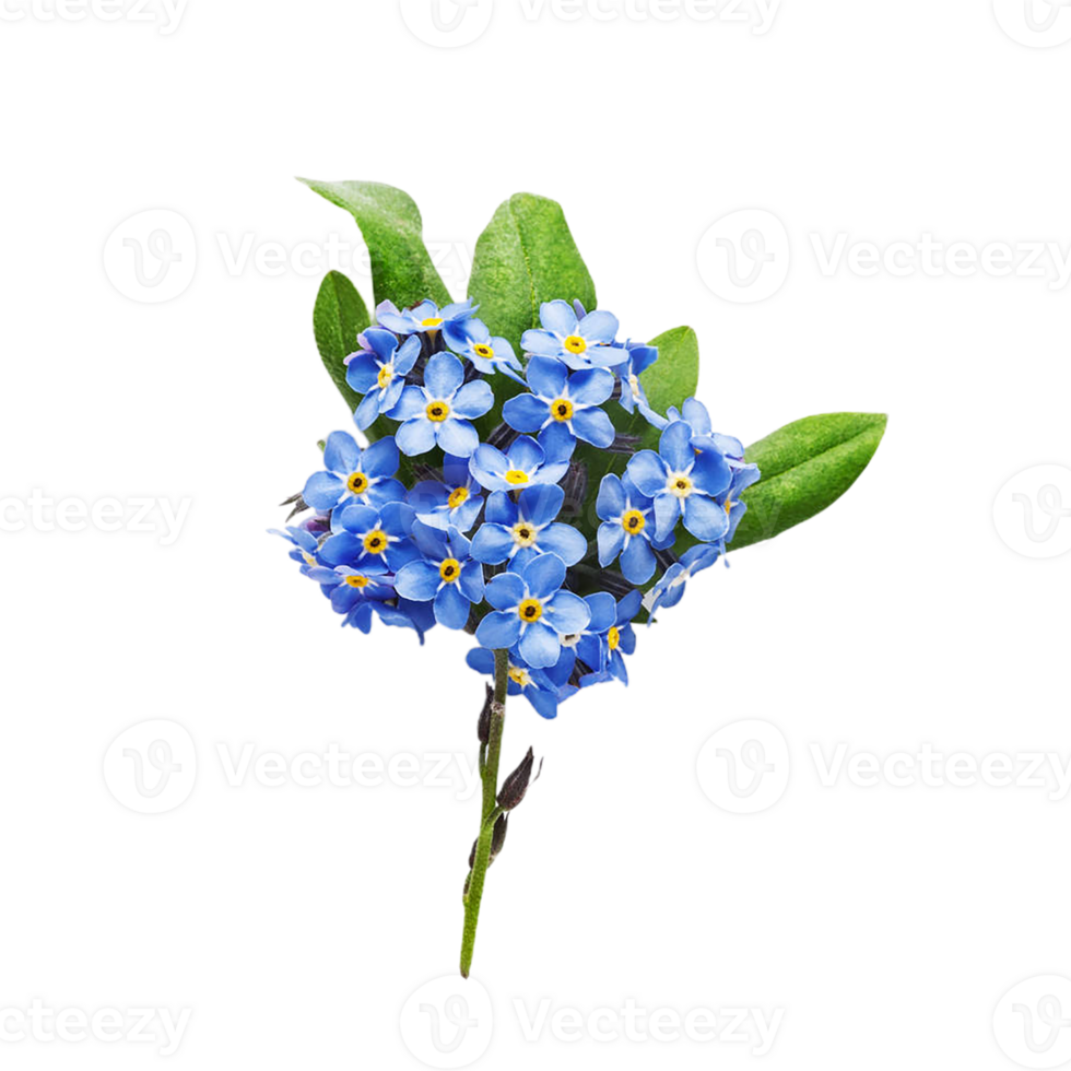 forget me not flower png transparent background