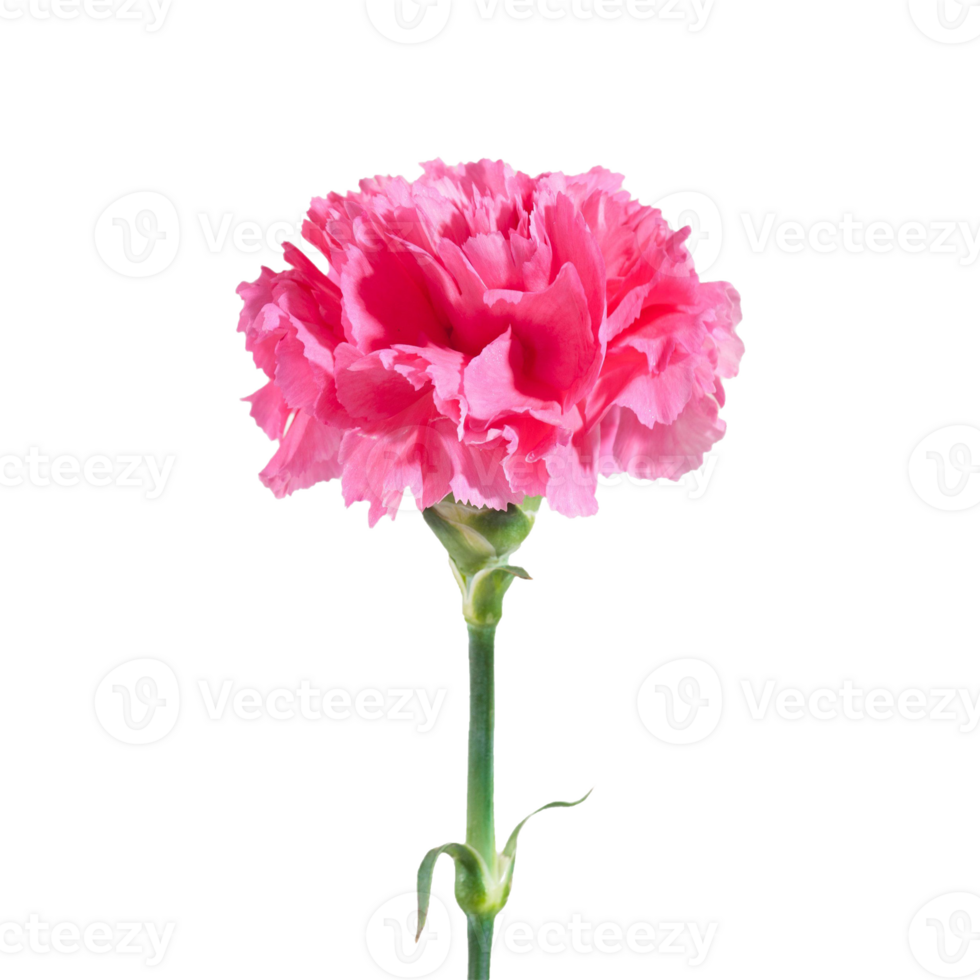 carnation flower png transparent background