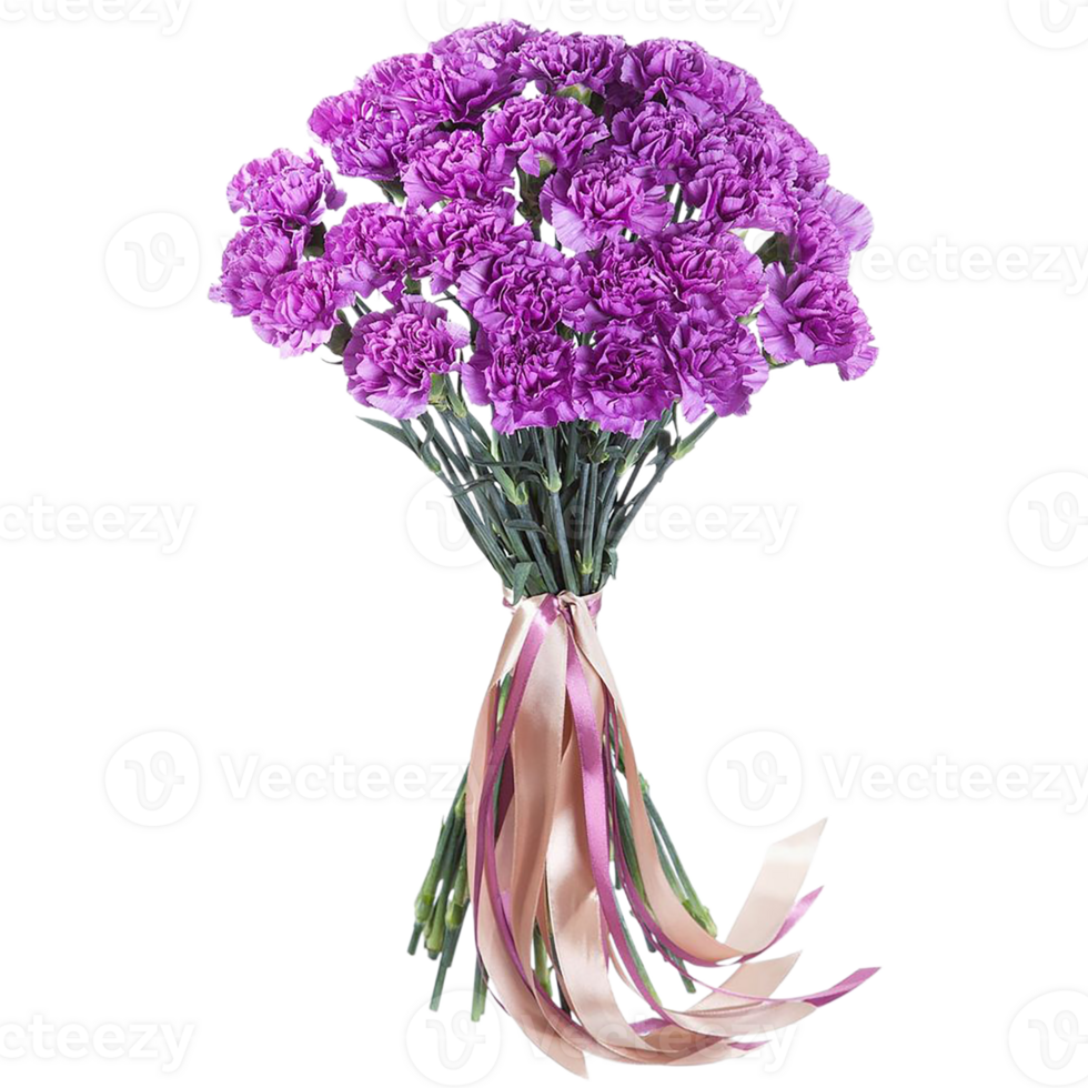 carnation flower png transparent background