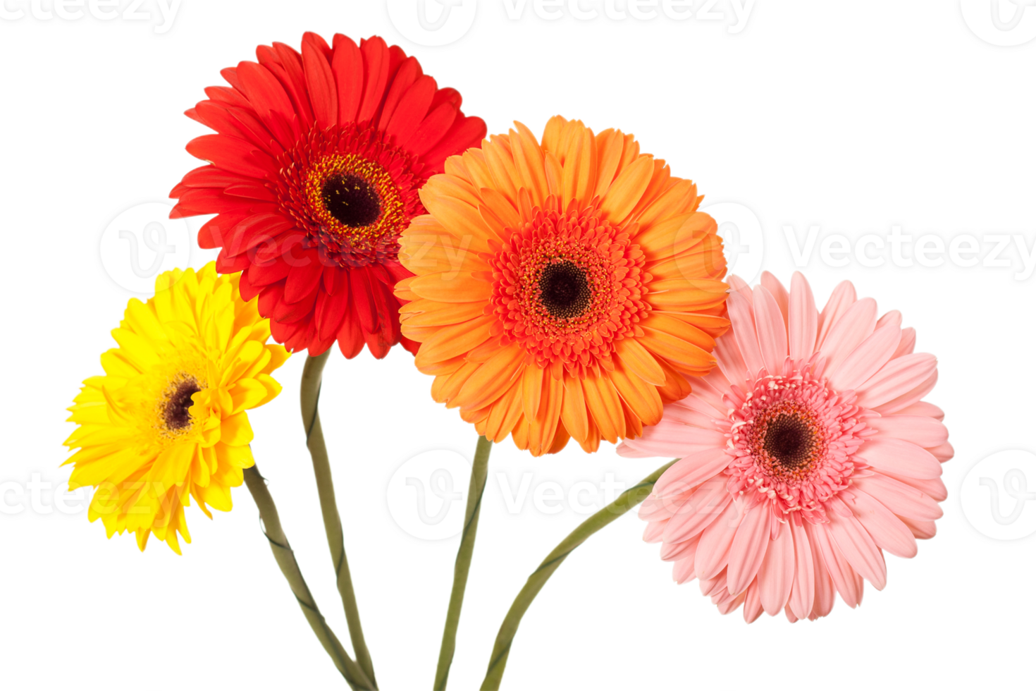 Gerbera png transparent background