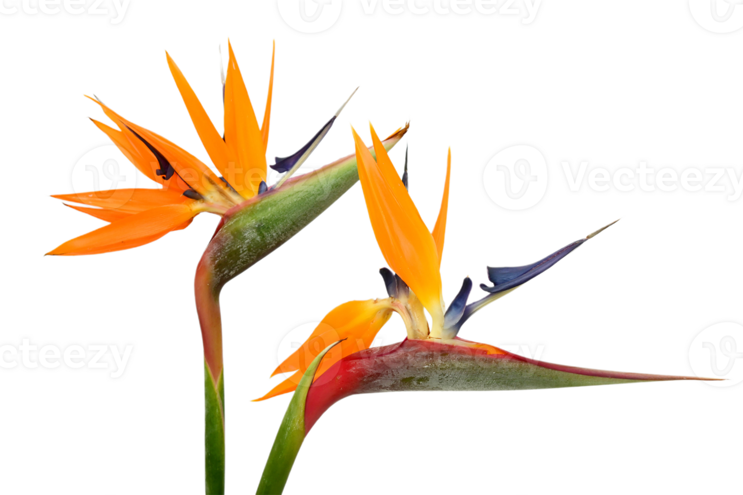 bird of paradise flower png transparent background