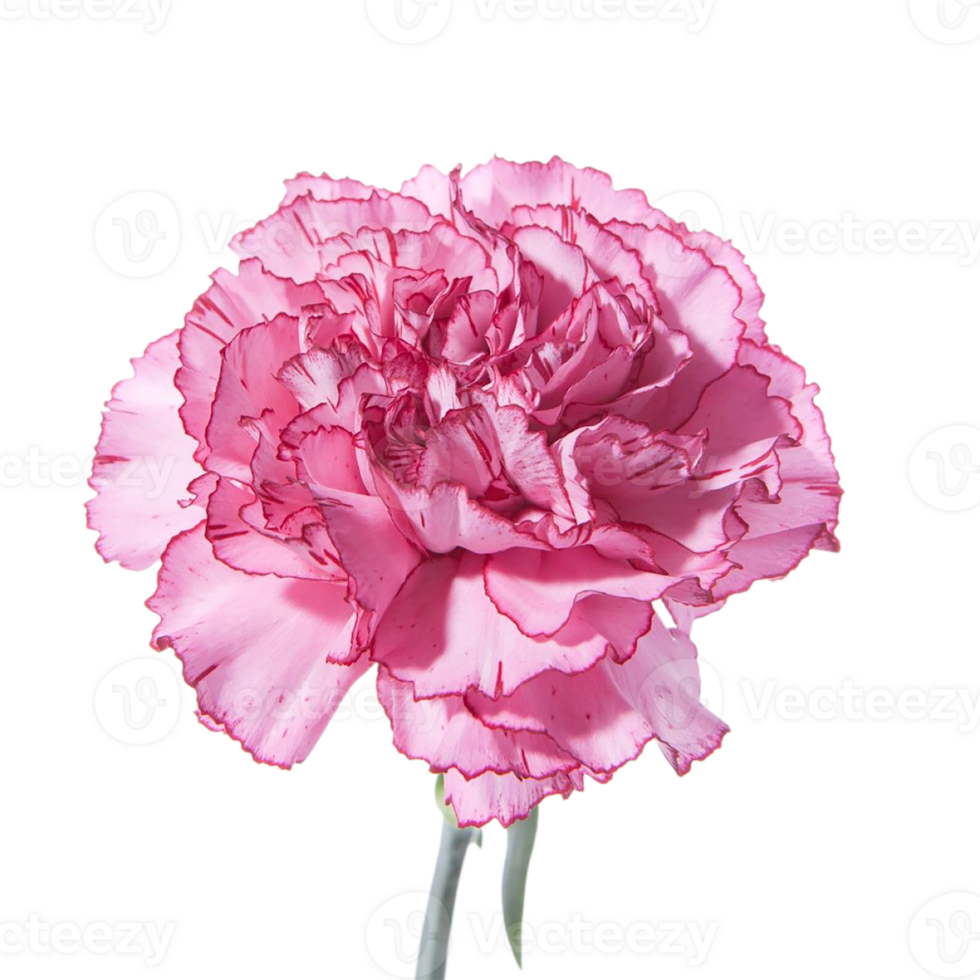 carnation flower png transparent background 29721685 PNG