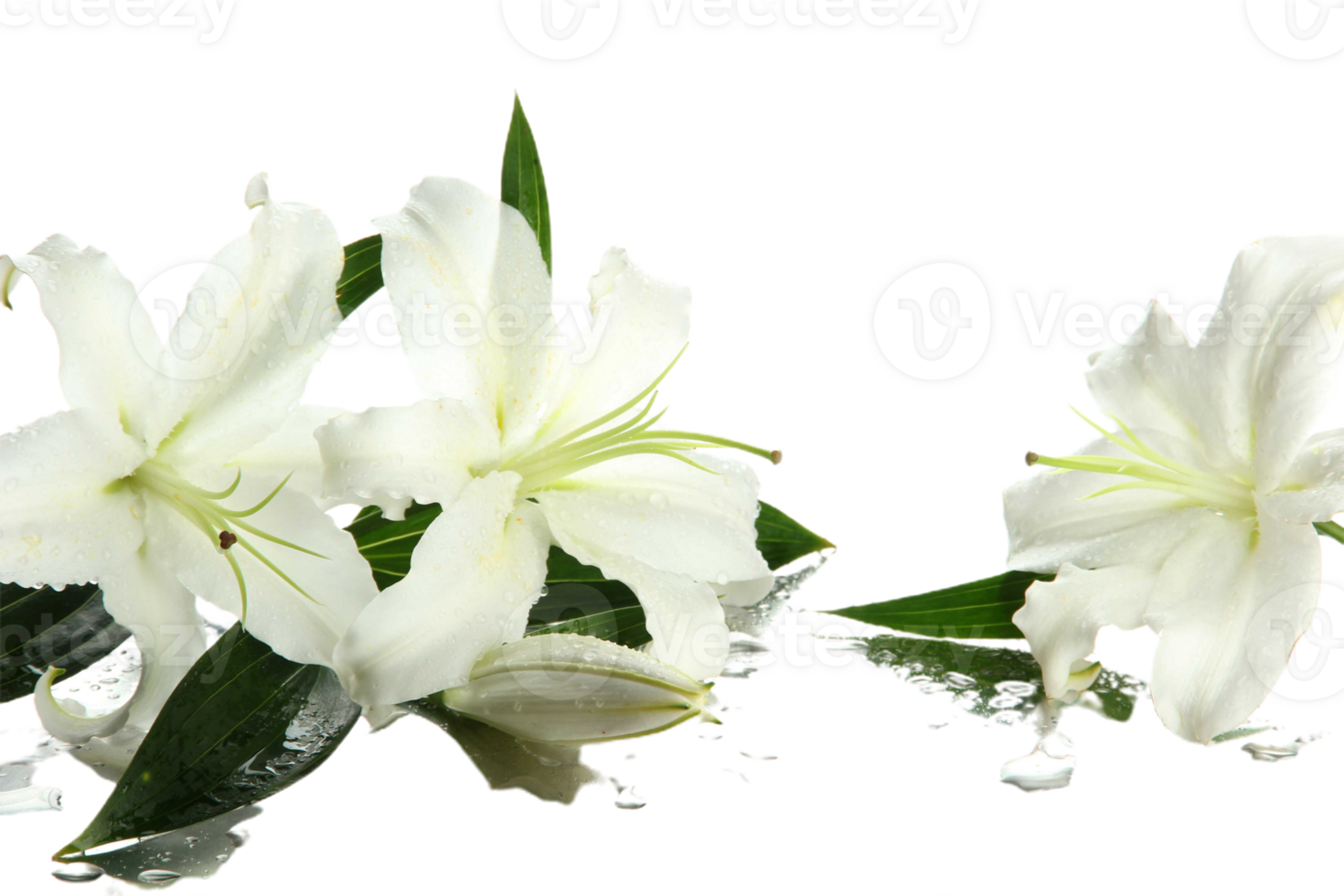 lily flower png transparent background
