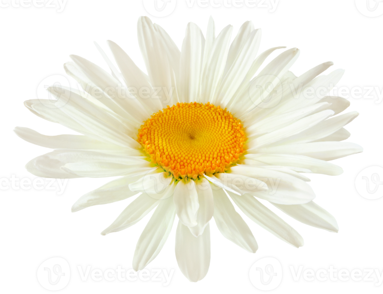 fête Marguerite fleur png transparent Contexte