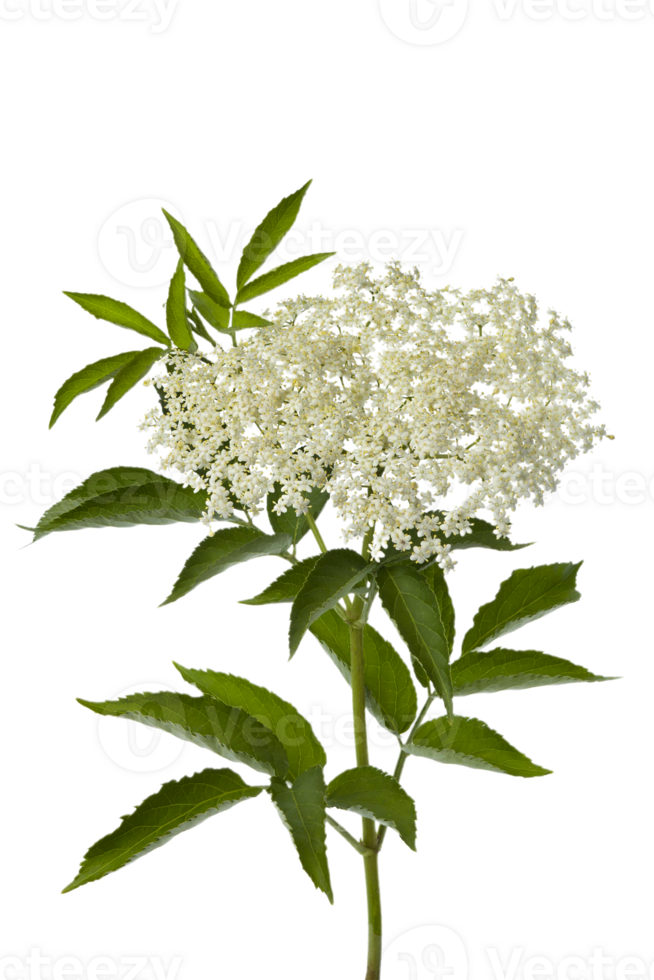 Elderberry flower png transparent background