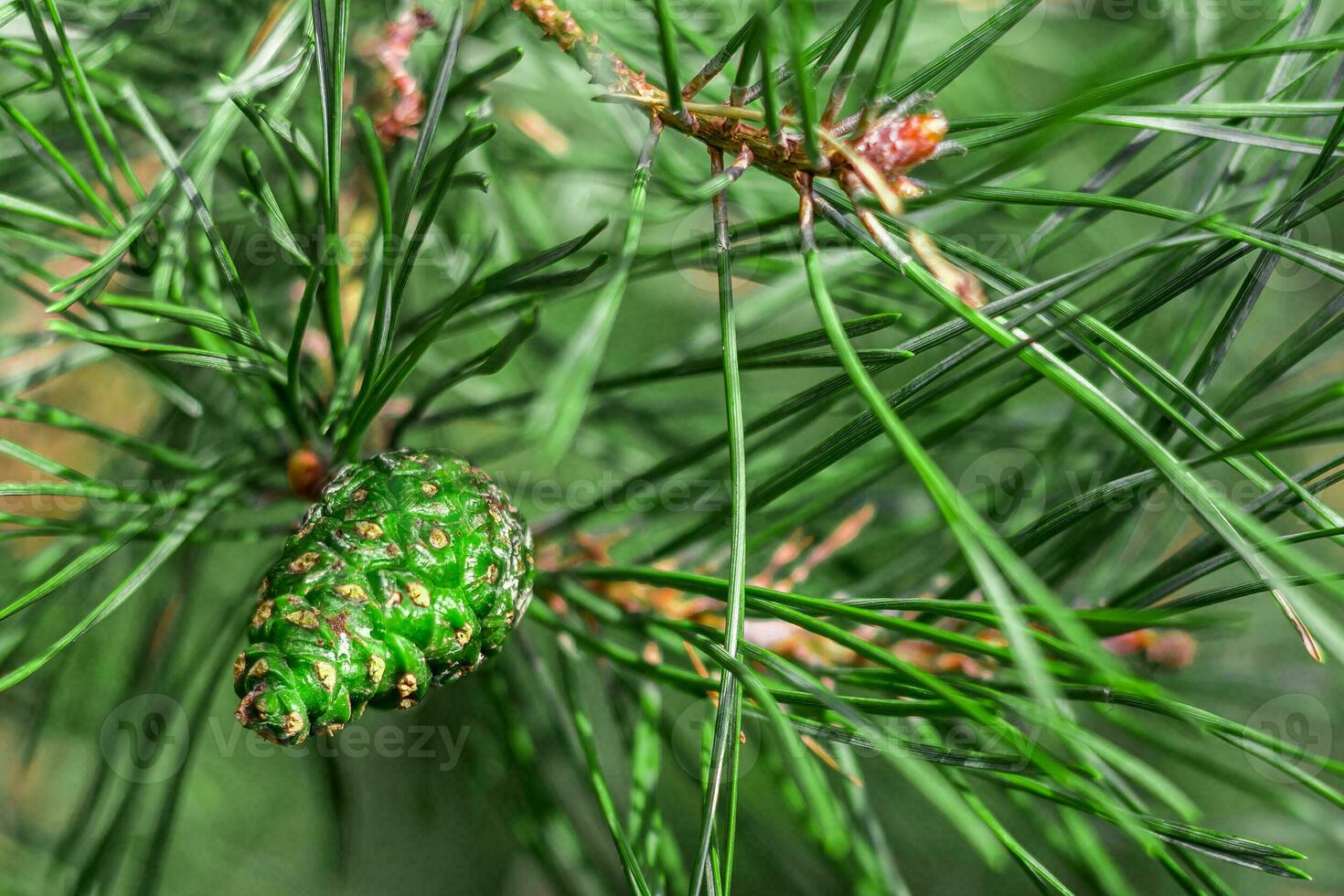 Green small cone on a pine branch close-up. Image with space for text. Beautiful design postcard. photo