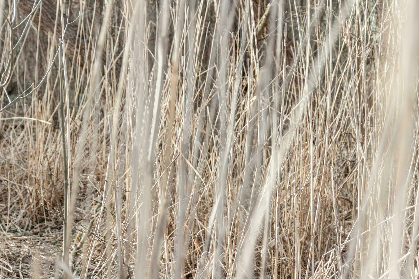 Beautiful texture of dry tall grass. Horizontal frame. photo